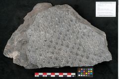 Foto (Objekt + Etikett) von Lepidodendron sp.  (NHMW-GEO-2024-0188-11029)